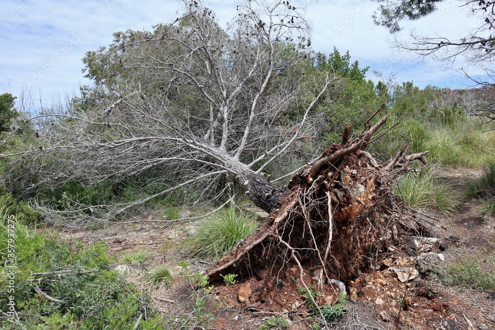 Palinuro – Albero sradicato Palinuro – Albero sradicato
