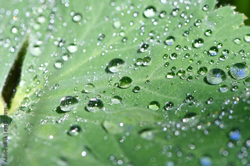 Makroaufnahme von sonnenbeschinenen Wassertropfen auf einem grünem Blatt von Balkan-Storchschnabel (Geranium macrorrhizum )