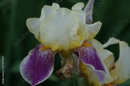 white irises in the summer park
