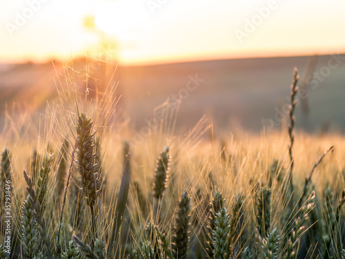 Sonnenuntergang hinter Agrarlandschaft © focus finder