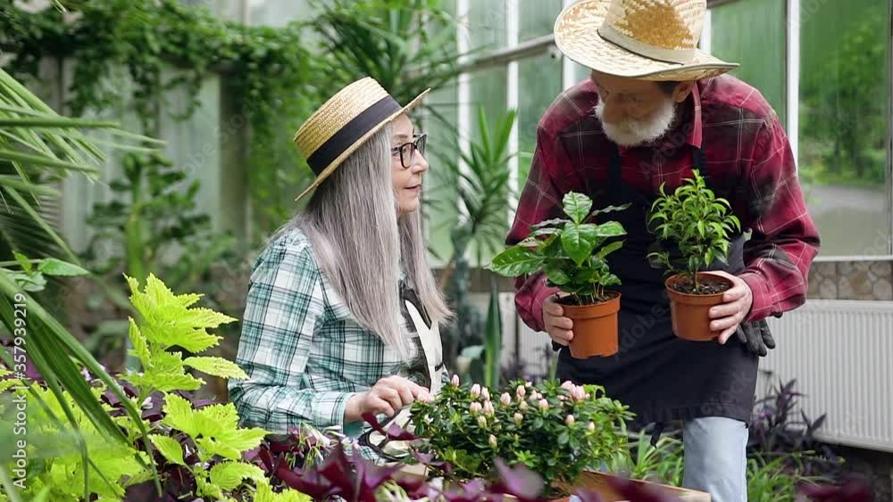 Portrait of attractive satisfied hardworking elderly man and woman which working together in own greenhouse Portrait of attractive satisfied hardworking elderly man and woman which working together in own greenhouse