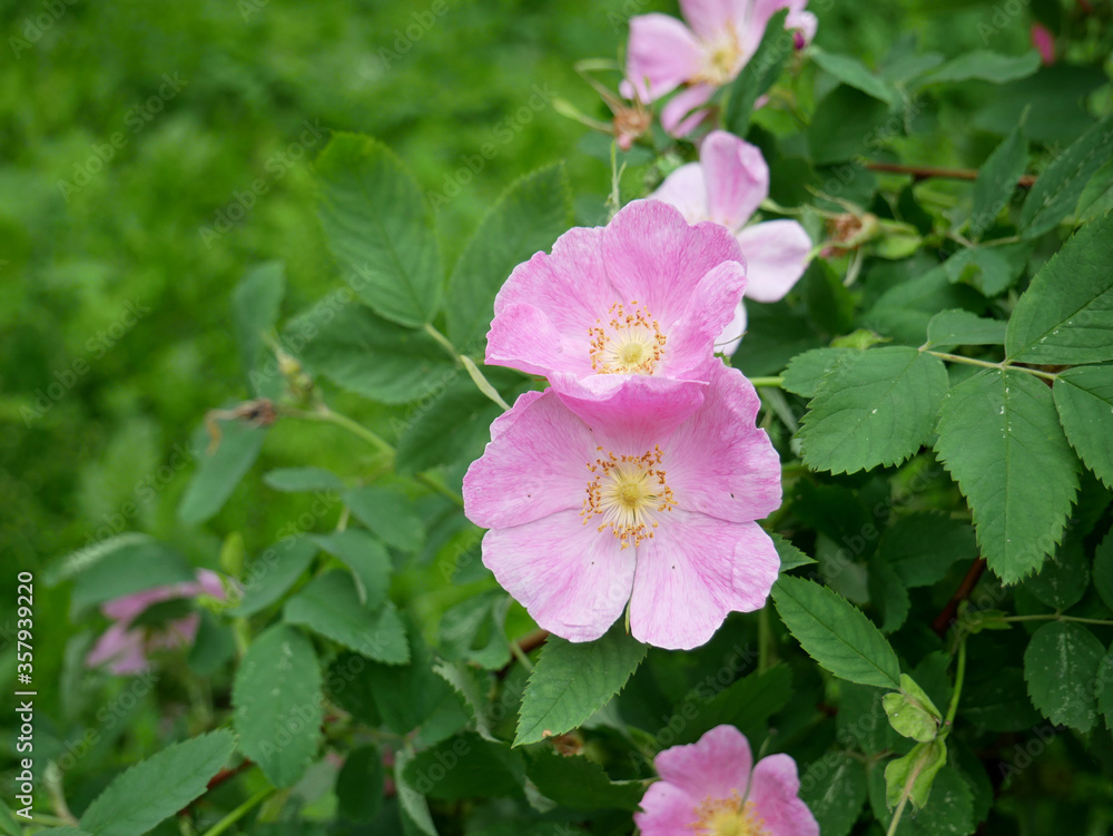 Pink rosehip flowers Pink rosehip flowers