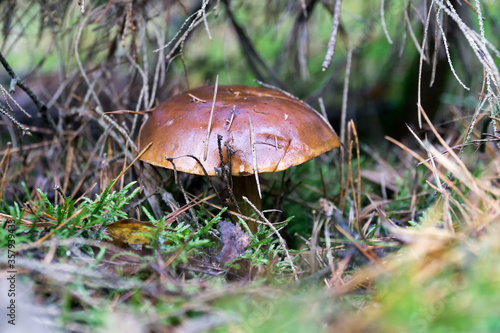 Wild mushroom (bay bolete) growing in natural forest in autumn. Selective focus.
