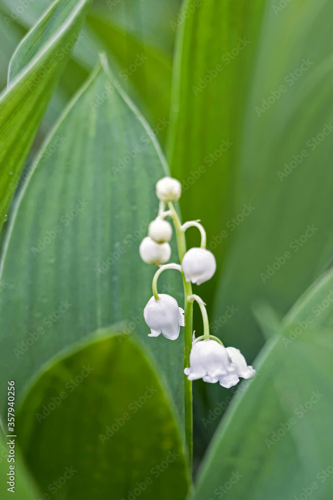 Obraz premium close up of lily of the valley flower in green garden 
