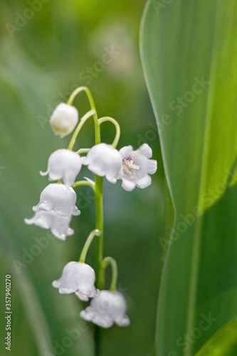 close up of lily of the valley flower in green garden 