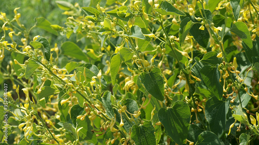 Fototapeta premium Gewöhnliche Osterluzei, Aristolochia clematitis
