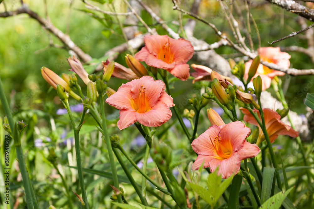 lily blooming lily blooming