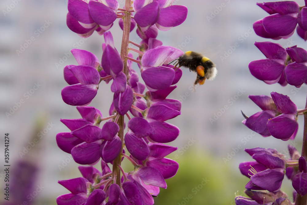 Bumblebee collects pollen on a lilac flower
Bumblebee collects pollen on a lilac flower