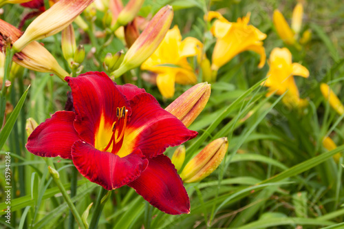 daylily red