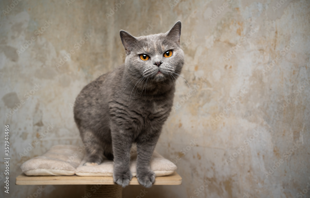 portrait of a british shorthair cat on top platform of scratching post in front of dirty concrete wall background portrait of a british shorthair cat on top platform of scratching post in front of dirty concrete wall background