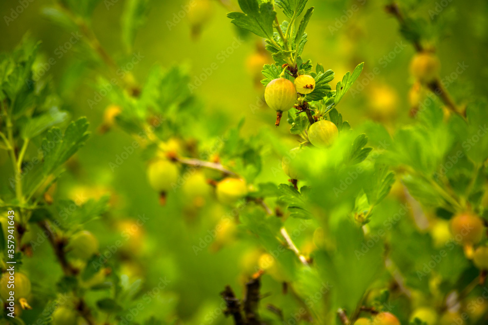 gooseberry fruit in nature on plant
