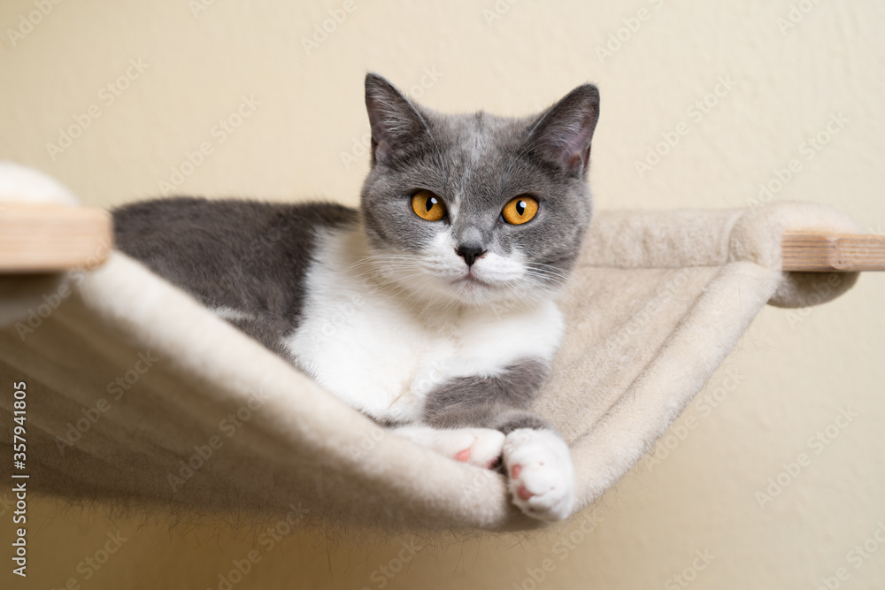 cute blue white british shorthair cat resting on hammock of scratching post looking at camera