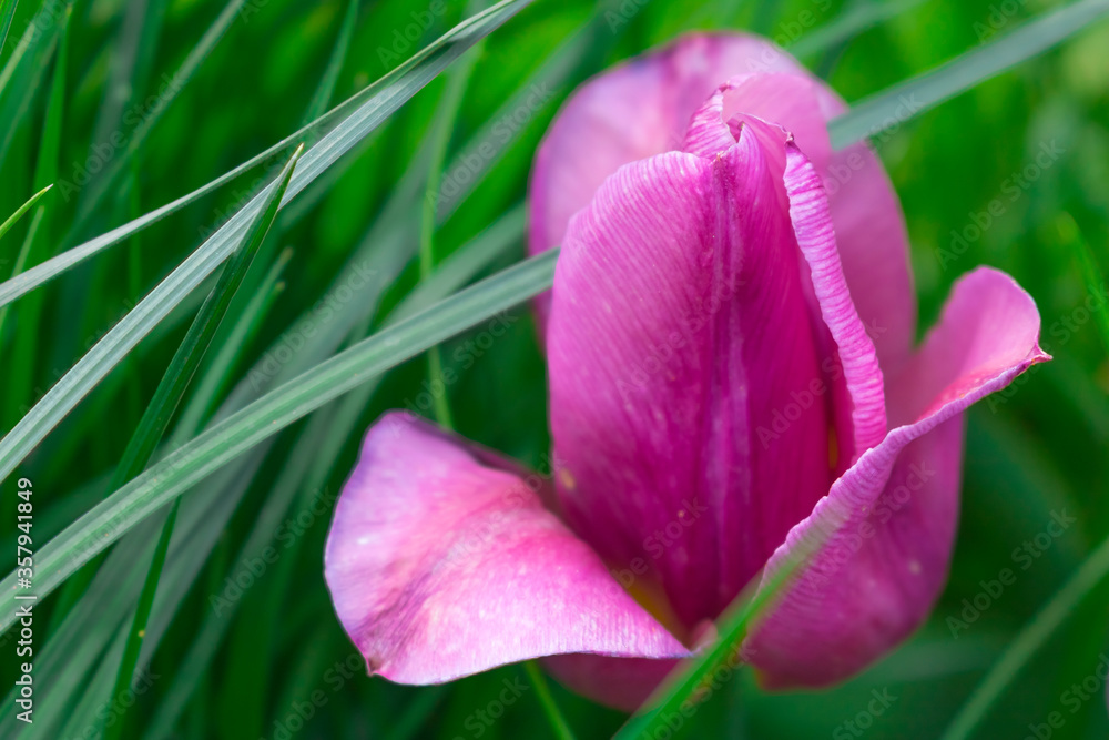 Purple Tulip and green grass. Hello spring