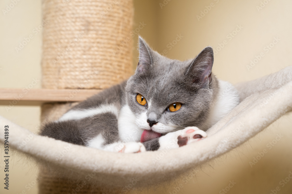 young british shorthair cat grooming fur licking paw on scratching post