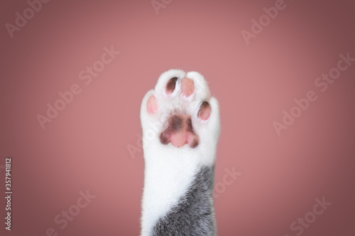 close up of a cat paw with different colored toe beans with copy space