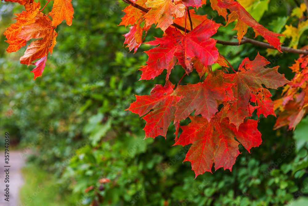 Closeup natural autumn fall view of red orange maple leaf glow in sun on blurred green background in garden or park. Inspirational nature october or september wallpaper. Change of seasons concept. Closeup natural autumn fall view of red orange maple leaf glow in sun on blurred green background in garden or park. Inspirational nature october or september wallpaper. Change of seasons concept.