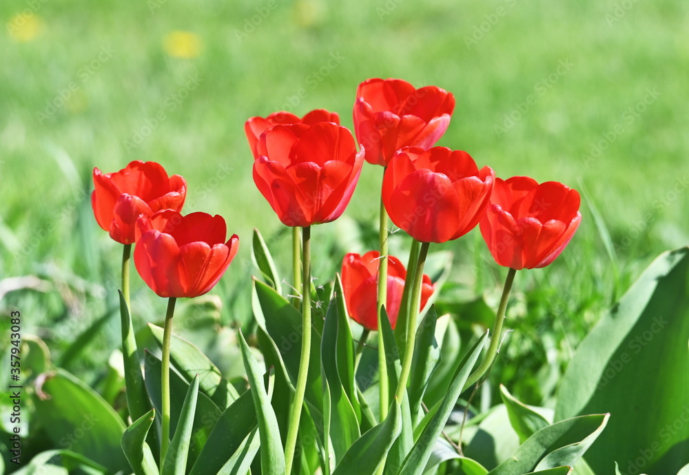 Obraz premium Czerwone tulipany