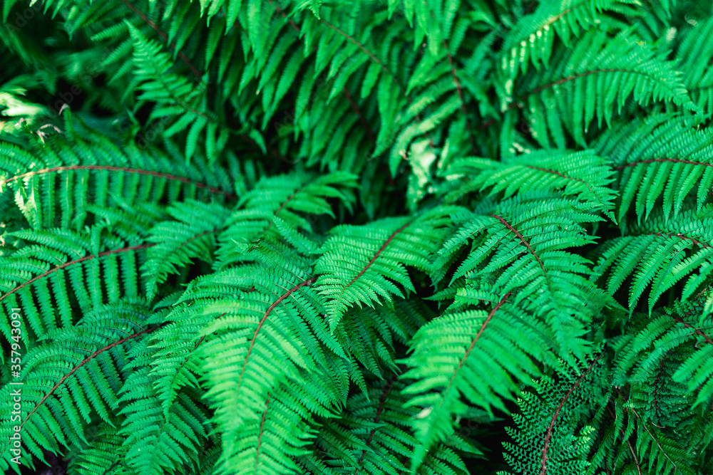 Fresh green bush of fern in forest. Texture, background