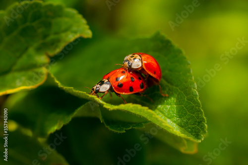 Two ladybirds mating on a leaf. Harmonia axyridis, most commonly known as the harlequin, multicolored Asian, or Asian ladybeetle.