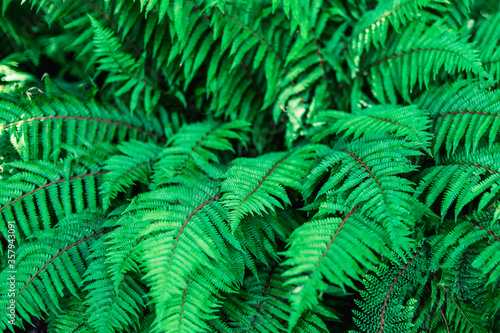 Fresh green bush of fern in forest. Texture  background