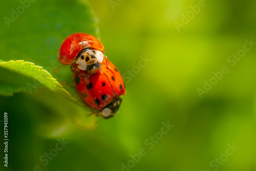 Two ladybirds mating on a leaf. Harmonia axyridis, most commonly known as the harlequin, multicolored Asian, or Asian ladybeetle.  photo