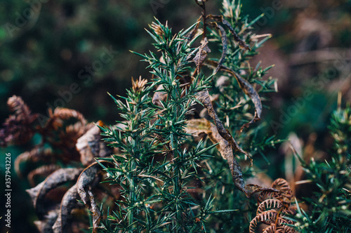 Close-up of gorse on the Isle of Arran in Scotland in October, with brown dried leaves and ferns in the background.