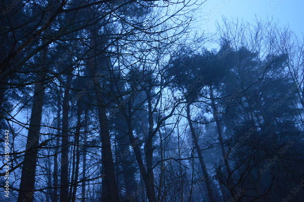 Naklejka premium gothic trees