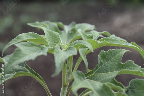 Plants
