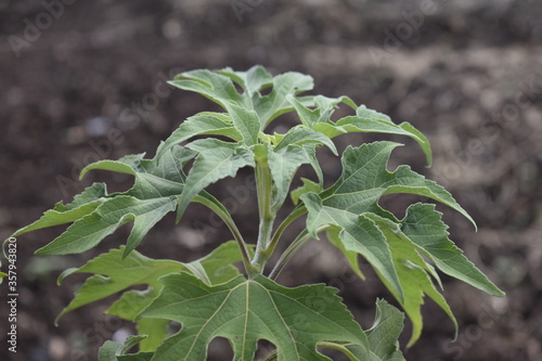 Plants
