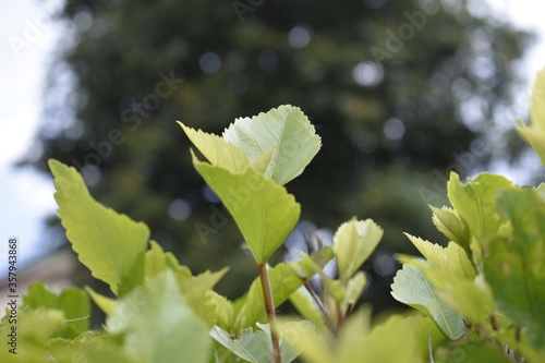 Plants