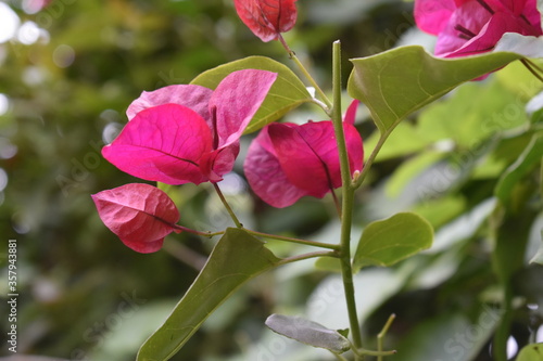 Plants