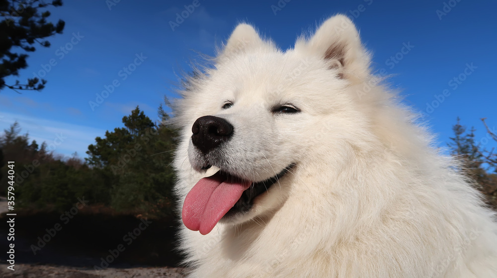 samoyed dog sitting in the forest samoyed dog sitting in the forest