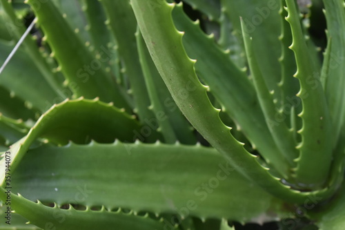 Plants