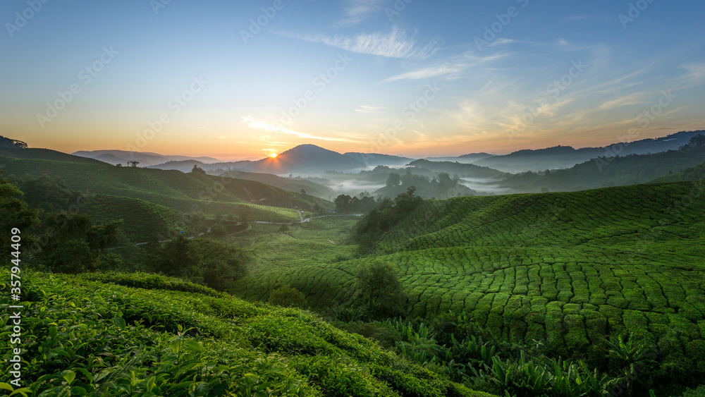 Sunrise on tea plantation with green scenery and calm