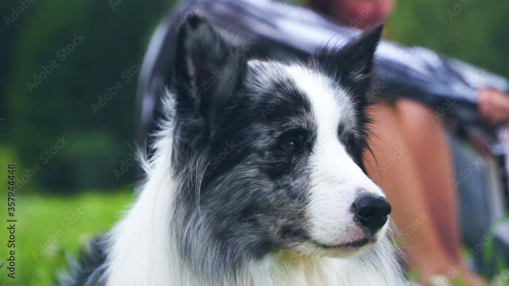 Border Collie dog portrait, close up static shot. Border Collie dog portrait, close up static shot.