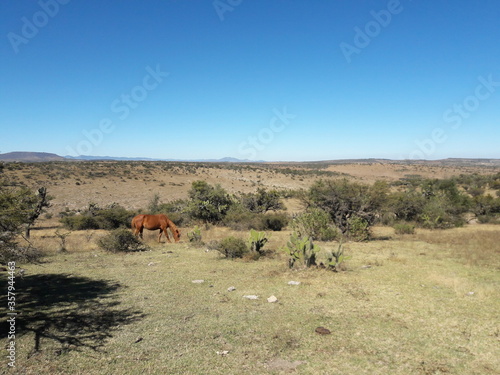 Hiking landscape Guanajuato Mexico 2019 with wild horse grazing