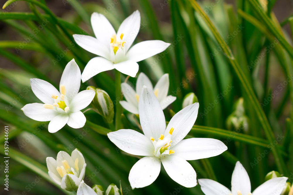 White flowers of the Star of Bethlehem on a green background White flowers of the Star of Bethlehem on a green background