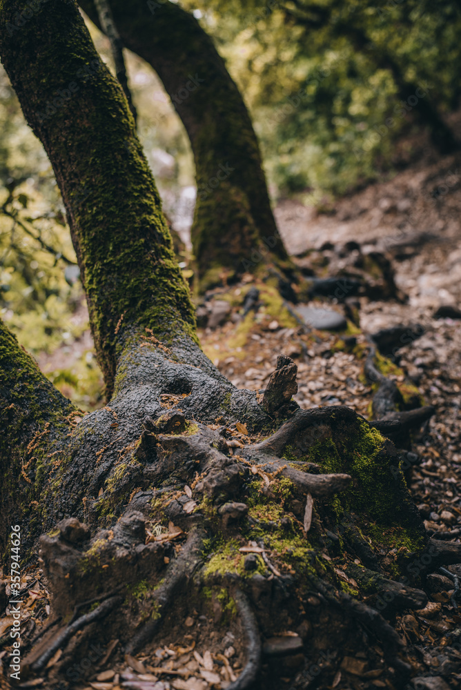 wild mountain forests green edges uncharted trails wild mountain forests green edges uncharted trails