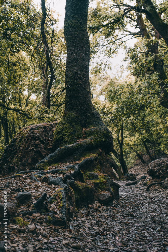 wild mountain forests green edges uncharted trails