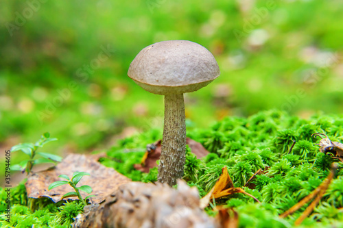 Edible small mushroom with brown cap Penny Bun leccinum in moss autumn forest background. Fungus in the natural environment. Big mushroom macro close up. Inspirational natural summer fall landscape