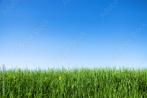 Young green grass grows in a meadow against a blue sky. Summer template for design.