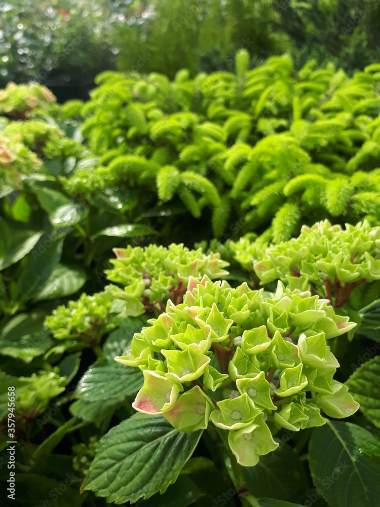 green lettuce in garden green lettuce in garden