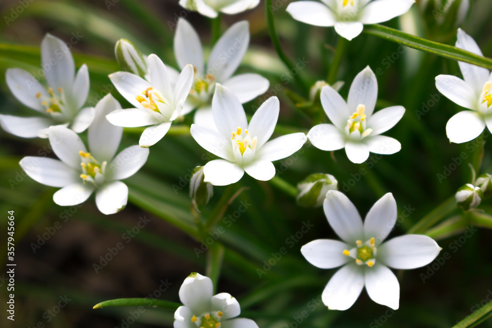 White flowers of the Star of Bethlehem on a green background