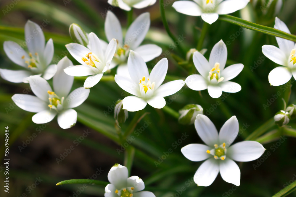 White flowers of the Star of Bethlehem on a green background White flowers of the Star of Bethlehem on a green background