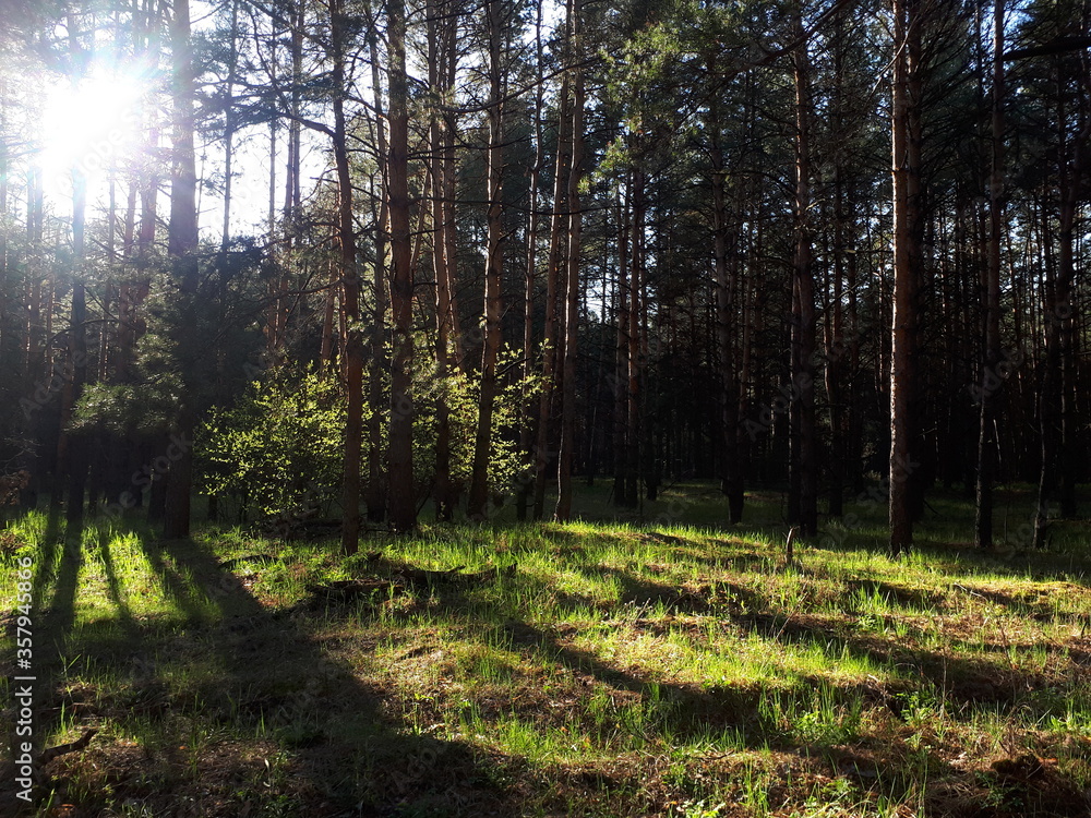 Obraz premium rano w lesie