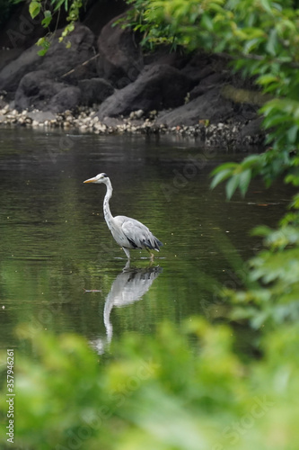 grau heron in water