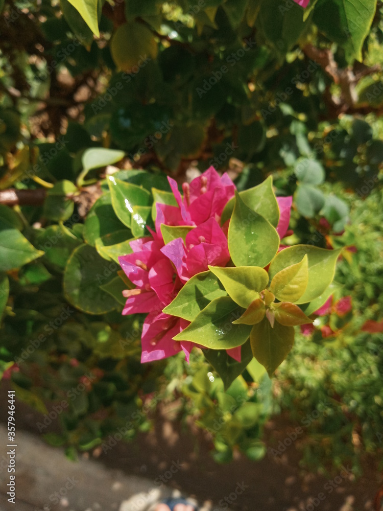 Obraz premium red rose bush