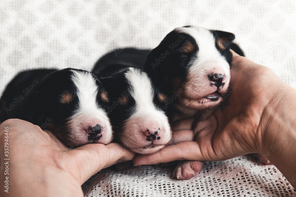 Little puppy of Bernese Mountain Dog in bed. Cute animals Little puppy of Bernese Mountain Dog in bed. Cute animals