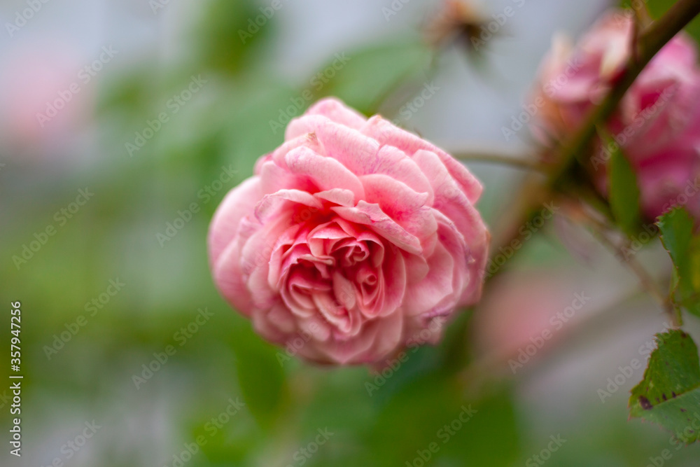 Pink rose on a bush. Flower in the garden. Pink rose on a bush. Flower in the garden.