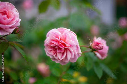 Wallpaper Mural Pink rose on a bush. Flower in the garden.  Torontodigital.ca